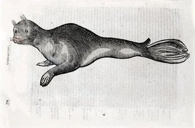 Darstellung einer Robbe. Platte illustriert aus einem Manuskript der Naturgeschichte von Ulisse Aldrovandi (1522-1605), Ulisse Aldrovandi Fonds, Universitätsbibliothek Bologna, ed. 1603.