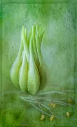 Zarte grüne Knospe