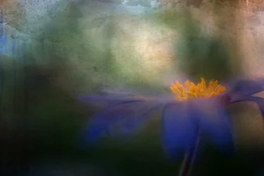 Verträumte blaue Blume