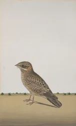 Ein gewöhnlicher Indischer Nachtschwalbe Caprimulgus asiaticus, ca. 1780