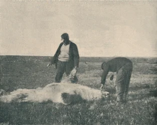 Ein toter Bär auf der Rentierinsel, 21. August 1893, 1893-1897