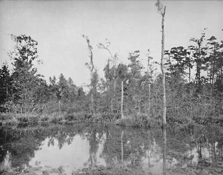Ein Sumpf in Louisiana, um 1897