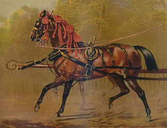 Ein Staatskutschenpferd, um 1879