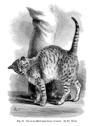 Eine Katze in liebevoller Stimmung, aus Der Ausdruck und die Emotionen bei Mensch und Tier, 1872