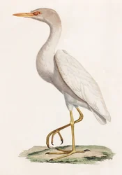 Eine Farbillustration eines Vogels
