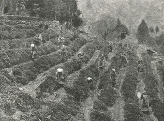 Eine Teeplantage außerhalb der Stadt, Kobe, Japan, 1895