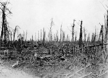 Ein Wald in der Somme-Region, Frankreich, 1916, ca. 1920