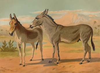 Abessinischer Wildesel & Weiblicher Indischer Onager, ca. 1879