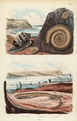 Admiral-Kegel, Conus ammiralis 1, Ammocoete oder Larvenstadium der Neunaugen, Petromyzon marinus 2, und fossiles Ammoniten-Mollusk 3