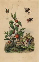 Hinterhaltwanze, Macrocephalus cimicoides 1,2, und Blasenkirsche oder Lampionblume, Physalis alkekengi 3