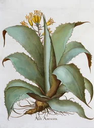 Amerikanische Aloe (Aloe Americana), 1613