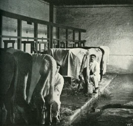 Ein modernes Melkschuppen auf der Walker-Gordon-Farm, 1902