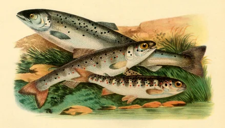 Atlantischer Lachs - Grilse, Smolt und Parr, 1887, 1946