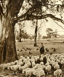 Australien - Ein Viehtreiber mit einigen seiner Schützlinge auf einer Schafstation im Staat Victoria, ca. 1948