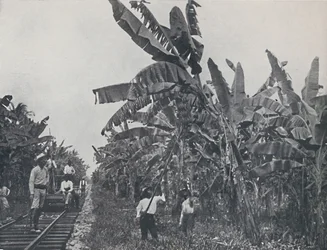 Bananenplantage, 1924