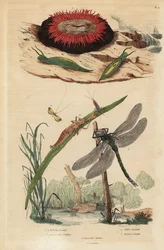 Fassblasen-Schnecke, Gemeine Seerose, Gelbbalken-Langhorn, Braune Mosaikjungfer