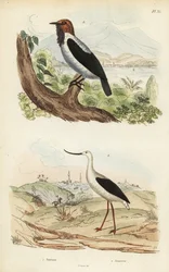 Bartglockenvogel und Amerikanischer Säbelschnäbler