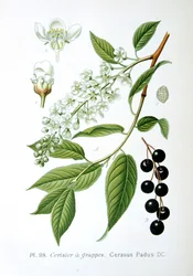 Vogelkirsche, 1893