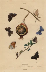 Schwarzer Zipfelfalter, Satyrium pruni, Gemeiner Bläuling, Polyommatus icarus, Violettkupfer, Lycaena hippothoe, und Gemeiner Guavenbläuling, Virachola isocrates