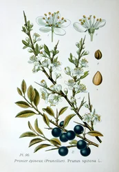 Schlehdorn, 1893