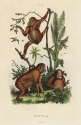 Borneo-Orang-Utans, Pongo pygmaeus
