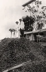 Paranüsse aus dem Amazonas-Tal, um 1900er