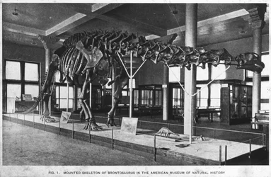 Brontosaurus-Skelett, American Museum of Natural History, New York, USA