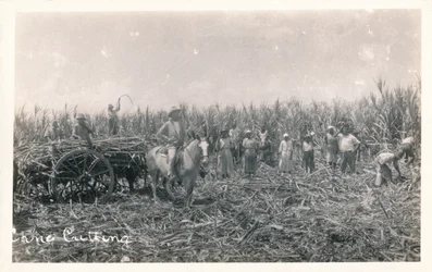 Zuckerrohrernte, ca. 1930