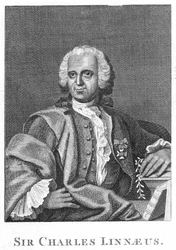 Carolus Linnaeus, schwedischer Naturforscher des 18. Jahrhunderts