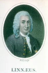 Carl von Linné, schwedischer Naturforscher des 18. Jahrhunderts, frühes 19. Jahrhundert