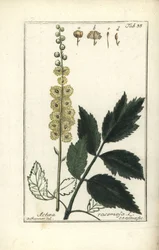 Traubensilberkerze, Cimicifuga racemosa oder Schwarze Schlangenwurzel, Actaea racemosa