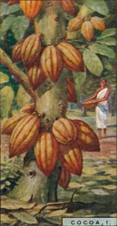 Kakao, 1. - Kakaobaum, Trinidad