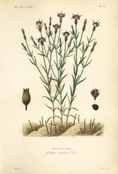 Kornrade, Agrostemma githago, Githago segetum, handkolorierter Stahlstich von L