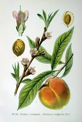 Gemeiner Pfirsich, 1893