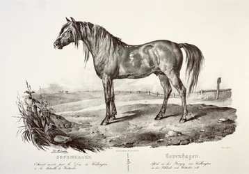 Kopenhagen, das Pferd des Herzogs von Wellington, 19. Jahrhundert