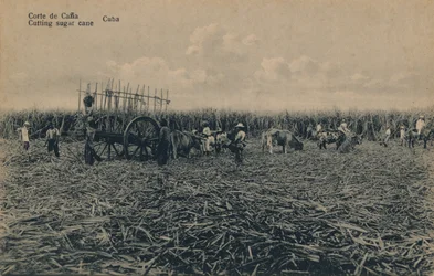 Corte de Cana - Zuckerrohr schneiden - Kuba, ca. 1910