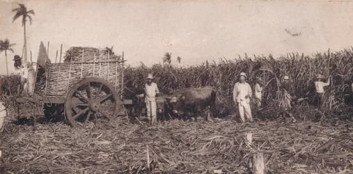 Corte de Canna. - Zuckerrohrernte. Kuba, um 1900