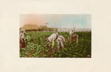 Cosecha de tabaco. - Tabakplantage, um 1910