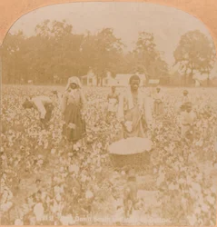 Baumwollernte, um 1900
