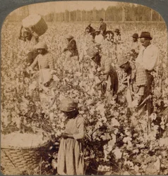 Baumwolle ist König - Plantagenszene mit Arbeitern. Georgia, ca. 1900