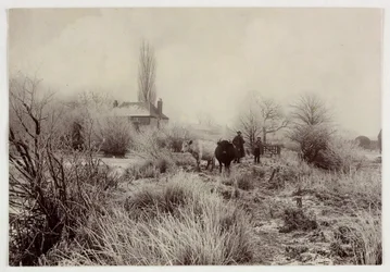 Kühe auf einem frostigen Feld, um 1890