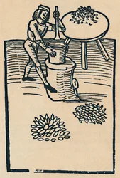Kräuter in einem Mörser zerstoßen, 1947