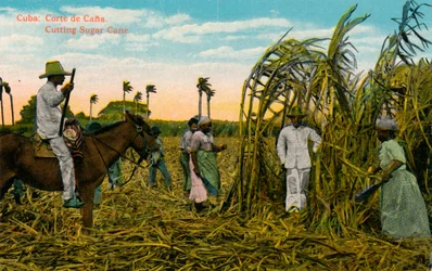 Kuba: Corte de Cana. Zuckerrohr schneiden, ca. 1910