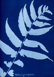 Cyanotypie von Diplazium grandifolium