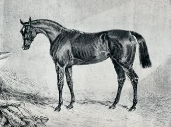 Cyprian, 19. Jahrhundert, 1911