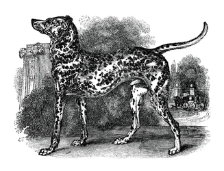 Dalmatinerhund, 1848