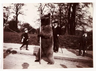 Tanzender Bär, um 1905