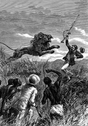 David Livingstone, schottischer Missionar und Afrikaforscher, von einem Löwen angegriffen, ca. 1860