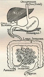 Diagramm des Verdauungstrakts, der den Körper durchquert, ca. 1934