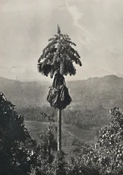 Die Talipotpalm Corypha umbracalifera in Blüte, 1926